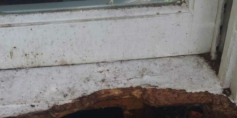 animal damage repair