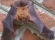 bat control