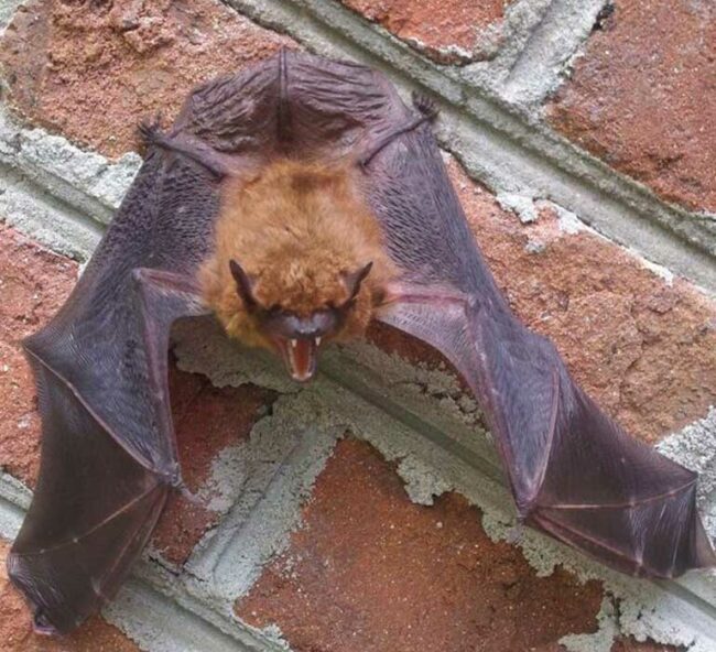 bats-in-home bat control