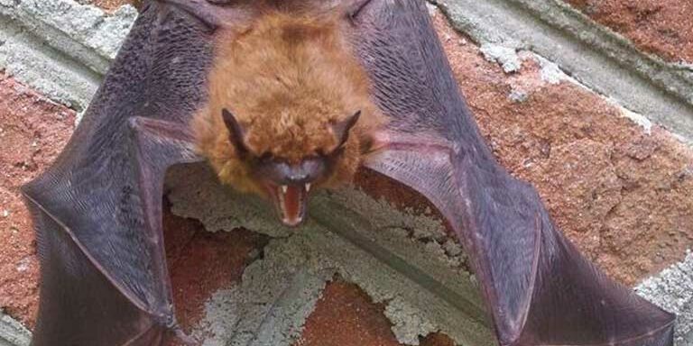 bats-in-home bat control