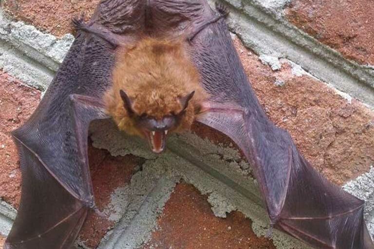 bats-in-home bat control