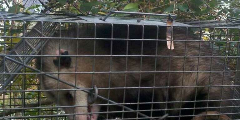 opossum-control possum control
