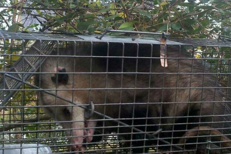 opossum-control possum control