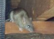rat control