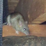 rat control
