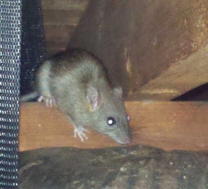 Rat Removal, Exterminator, Damage Repair, Rats in Walls, Greenville SC