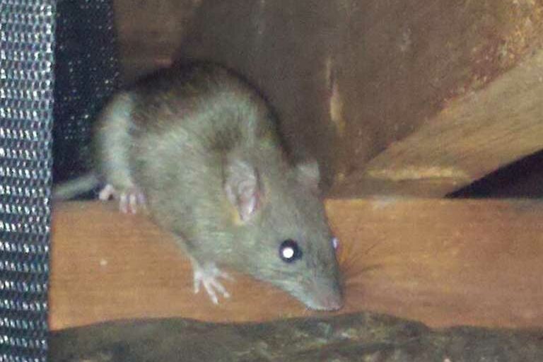 rat-rafters rat control