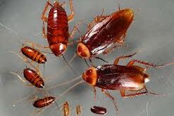 american cockroach pic