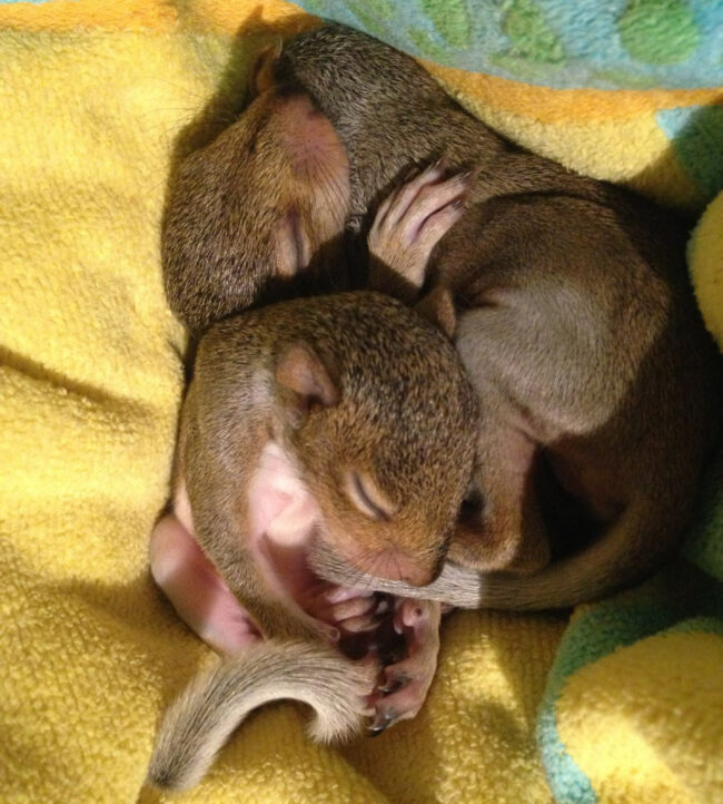baby-squirrels baby squirrel removed