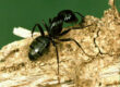 ants