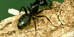 carpenter-ants ants