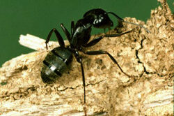 carpenter-ants ants