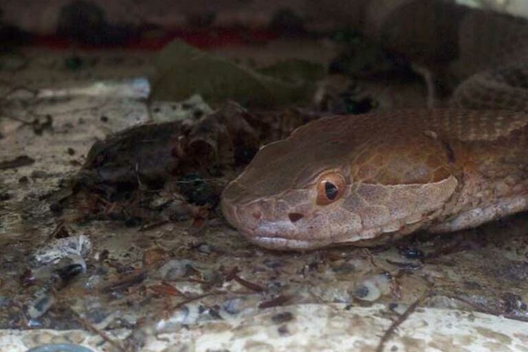 copperhead-in-home snake trapping