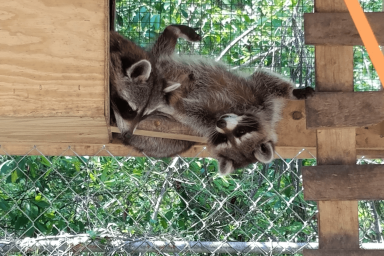 racoon control