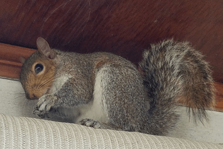 cute-squirrel squirrel control trapping removal exclusion