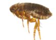 flea control