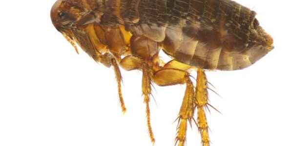 flea-control flea control