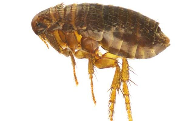 flea-control flea control