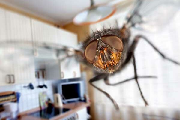 flies-in-house fly problem