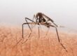 mosquito control