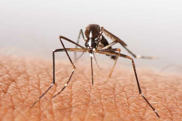 mosquitoes-control mosquito control