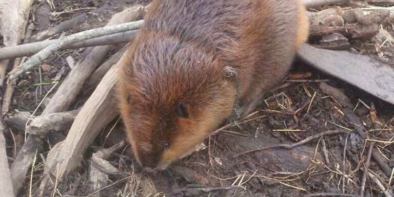 sc-beavers beaver control