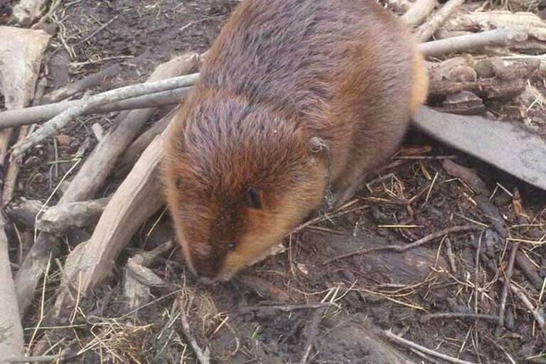 sc-beavers beaver control