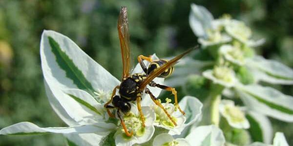stinging-insect-wasp-removal insect removal