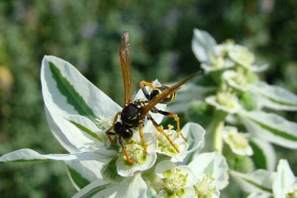 stinging-insect-wasp-removal insect removal