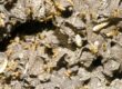 termite control