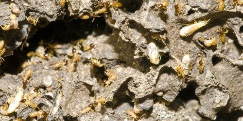 Termites Colony termite control