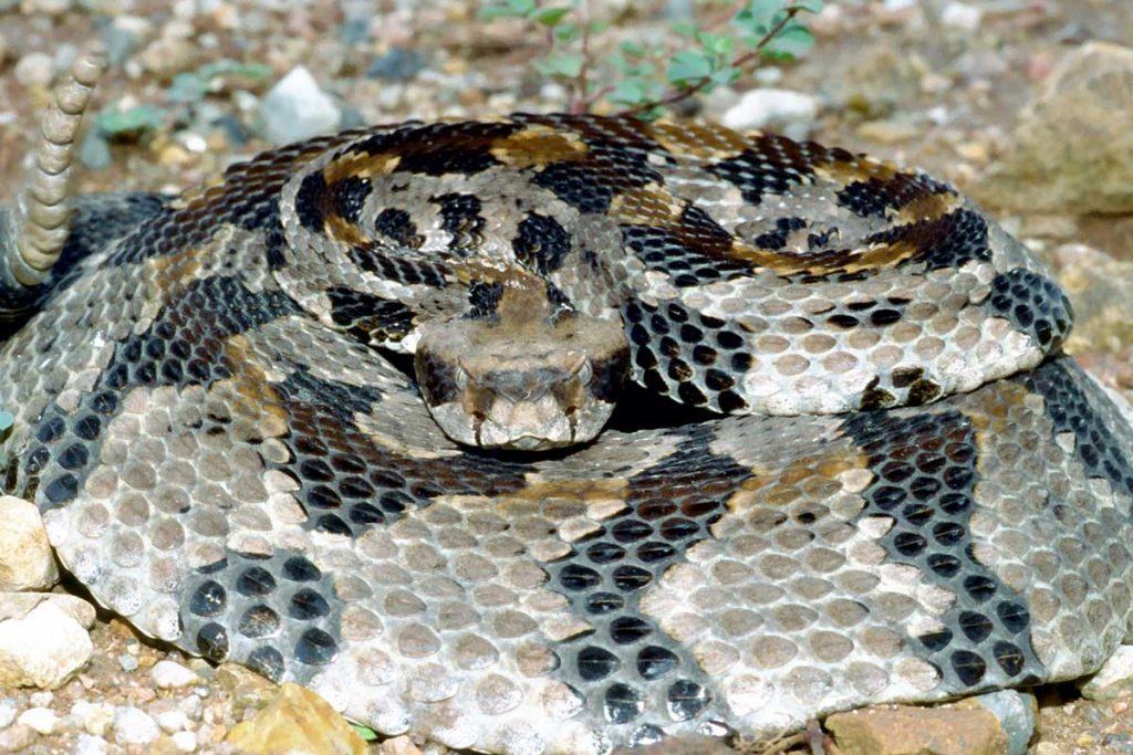 Snake Removal, Trapping and Control - Greenville