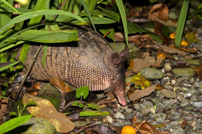 armadillo control