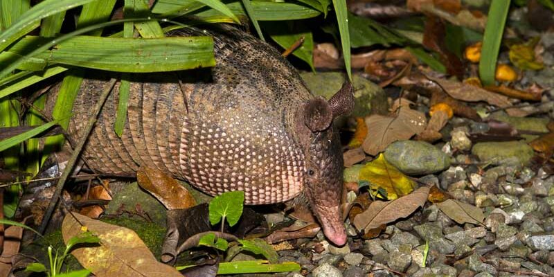 armadillo-control armadillo control
