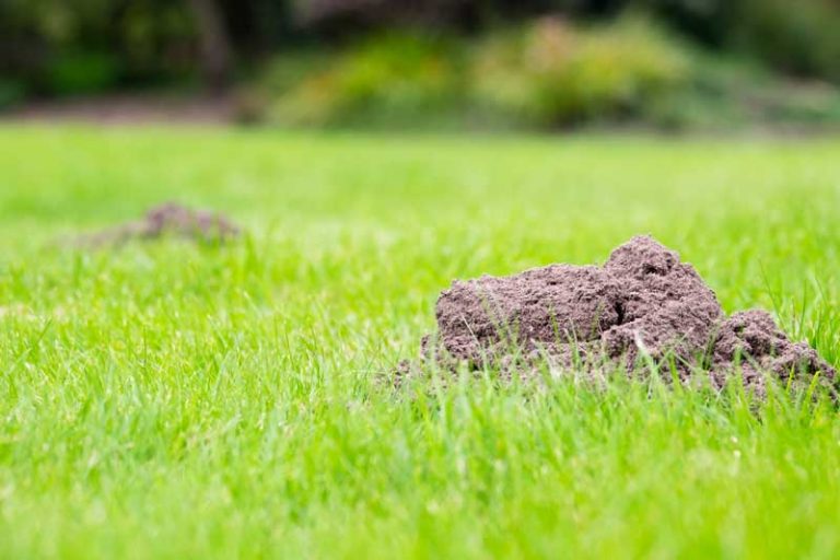 mole-hills_removal mole control