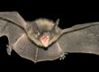 bat removal in charleston, mt prospect sc