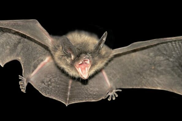 bat-removal-charleston-mt-prospect-sc bat removal in charleston, mt prospect sc