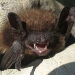 bat removal