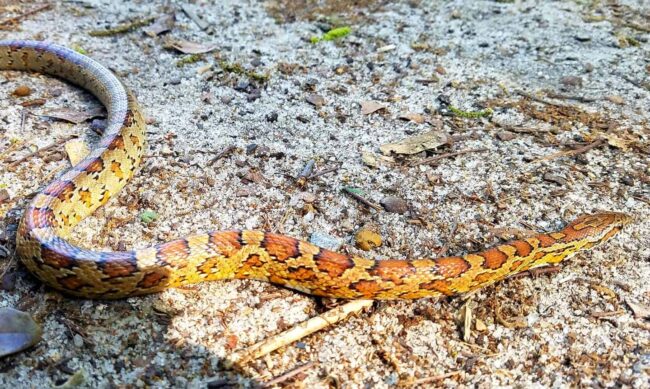 corn-snake-removal-charleston-south-carolina corn snake removal charleston south carolina
