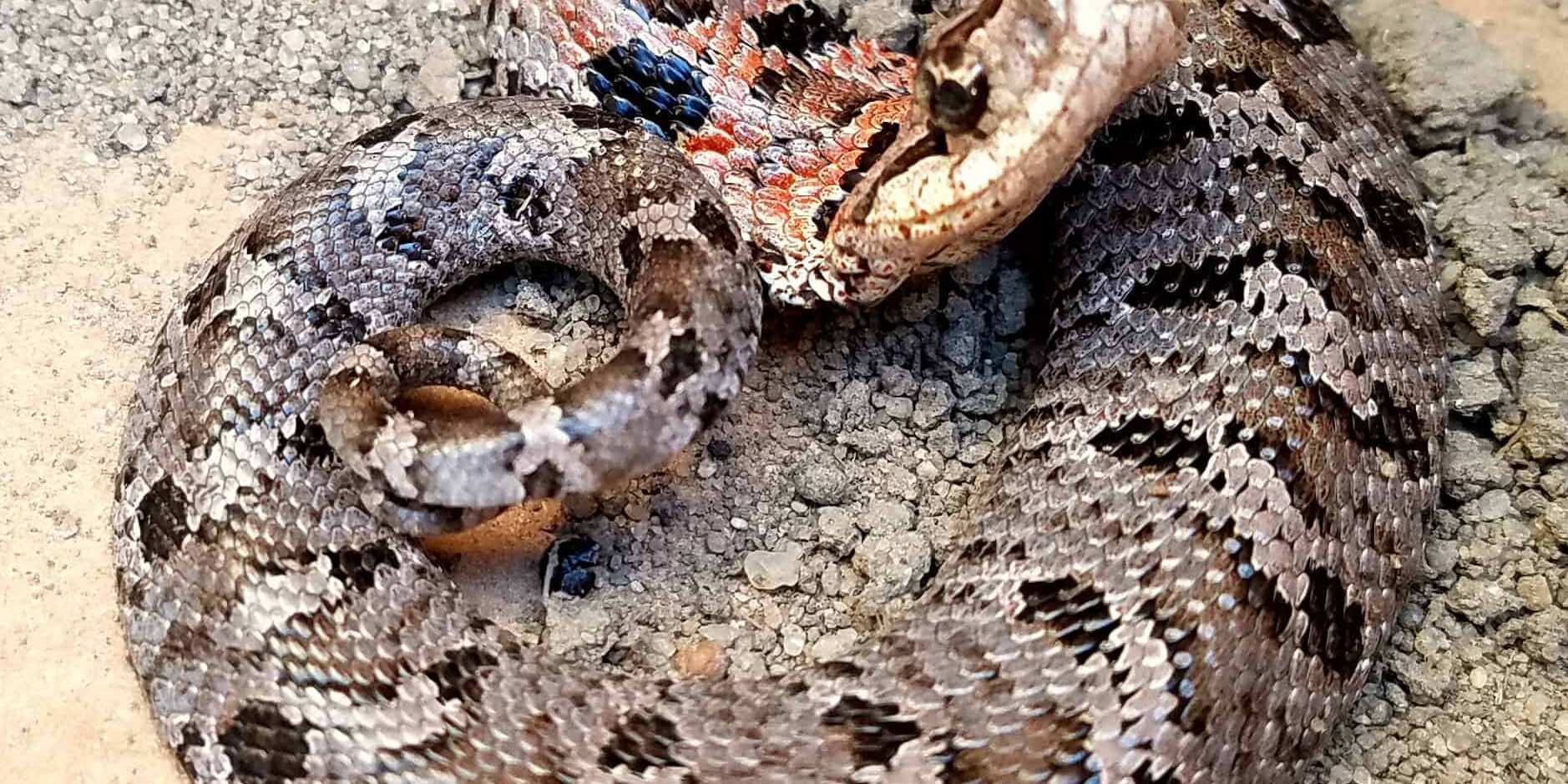 mount-pleasant-sc-snake-removal-eastern-hognose-snake-harmless mount pleasant sc snake removal eastern hognose snake harmless