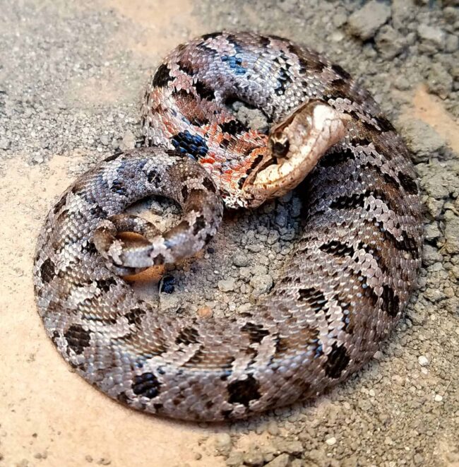 mount-pleasant-sc-snake-removal-eastern-hognose-snake-harmless mount pleasant sc snake removal eastern hognose snake harmless