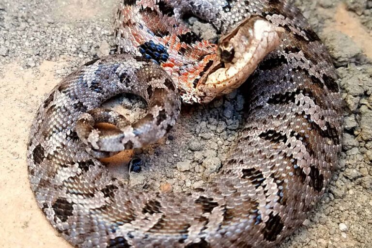 mount-pleasant-sc-snake-removal-eastern-hognose-snake-harmless mount pleasant sc snake removal eastern hognose snake harmless