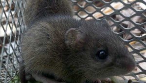 mice_rat_control_charleston_sc rodent control charleston sc