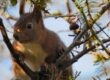 Winter Animal Removal Pest Control Services Opens Near Me