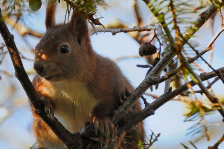 Winter Animal Removal Pest Control Services Opens Near Me Winter Animal Removal Pest Control Services Opens Near Me