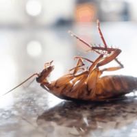 pest control service