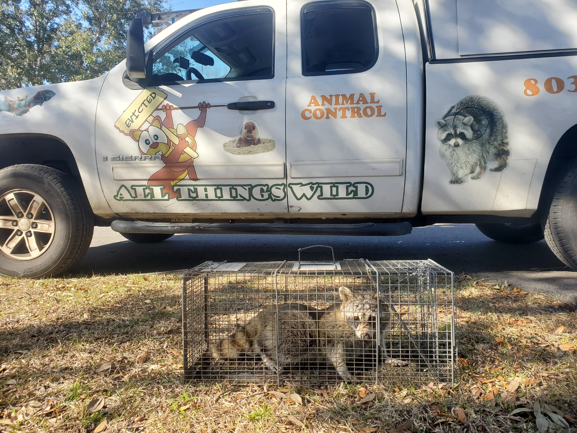 Skunk Removal