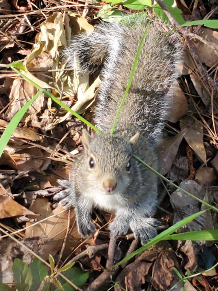 Washington DC Wildlife Removal - Raccoon, Squirrel, Bat Control